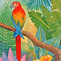 Macaw